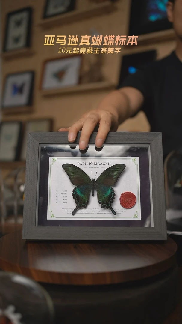 有机玻璃绿带翠凤蝶夏型国风版