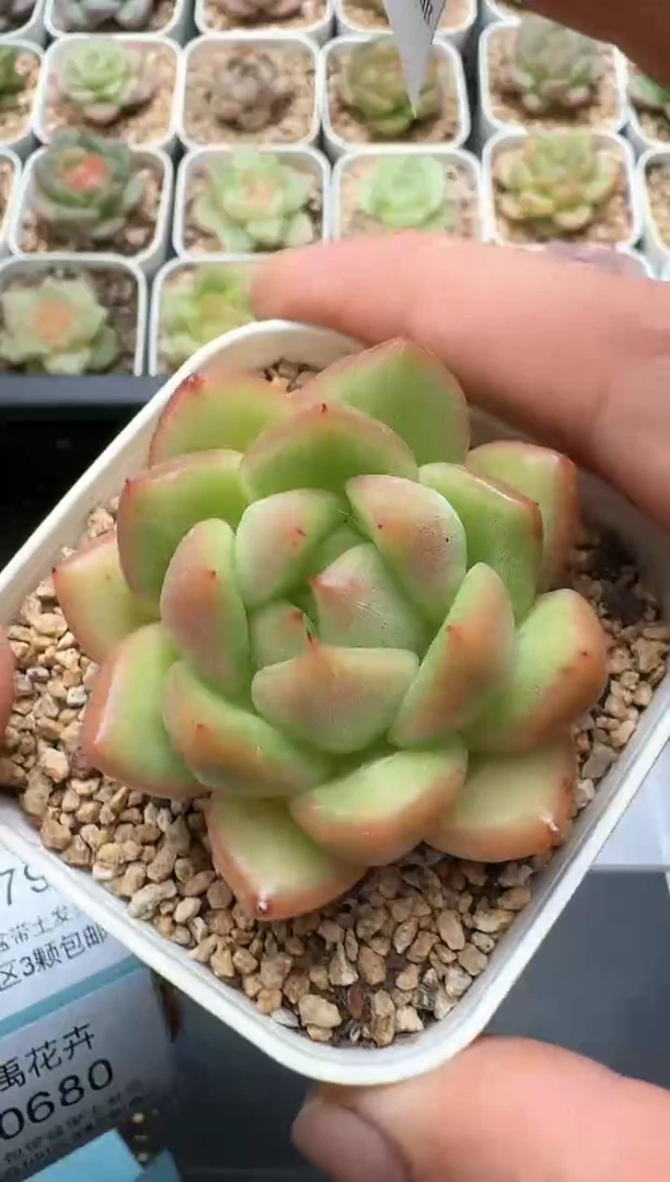 670C云禹多肉植物 带盆土纸巾打包 3颗包邮