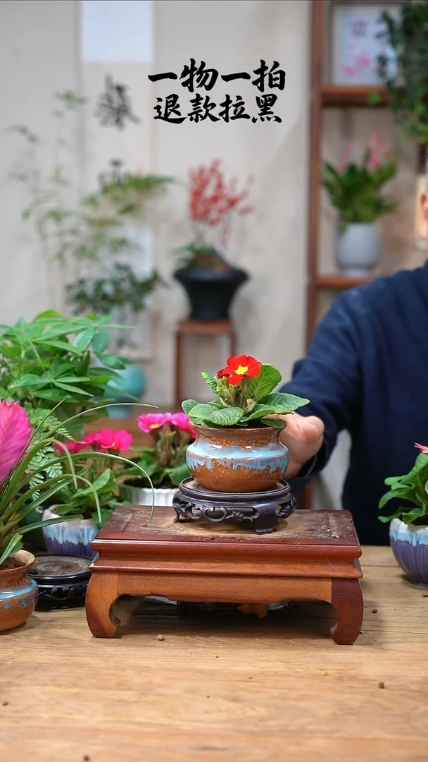 完全开放我**头报春024