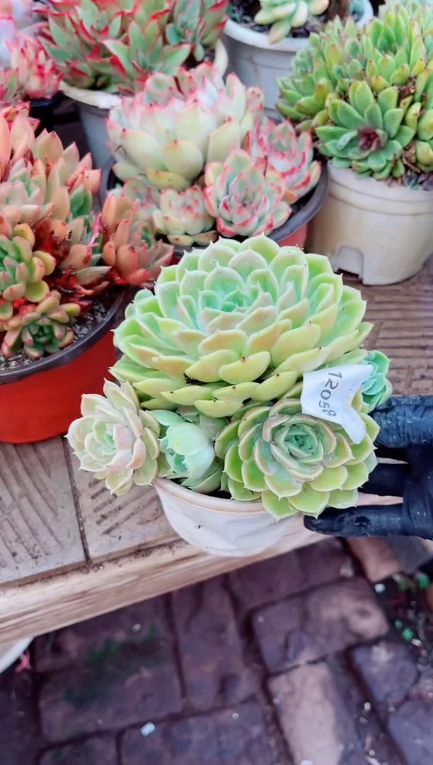 12058多肉植物一物一拍