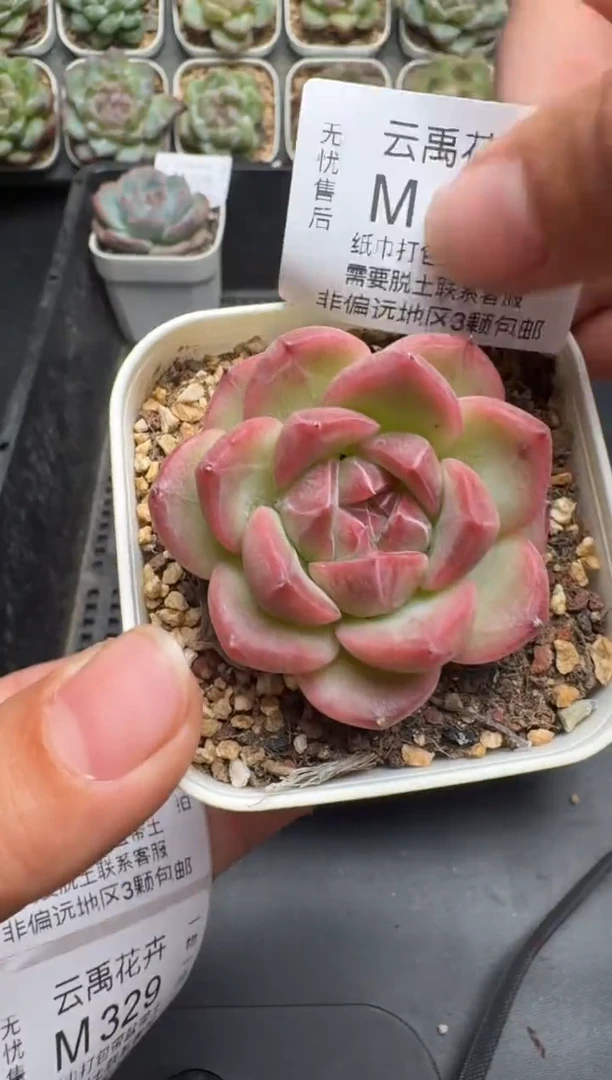 327M当天拍3颗包柚 带盆土纸巾打包 云禹花卉 珍妮多肉植物
