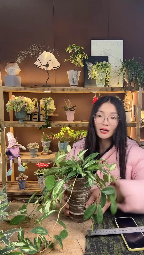 以实际为准绿叶内锦球兰加盆一套093