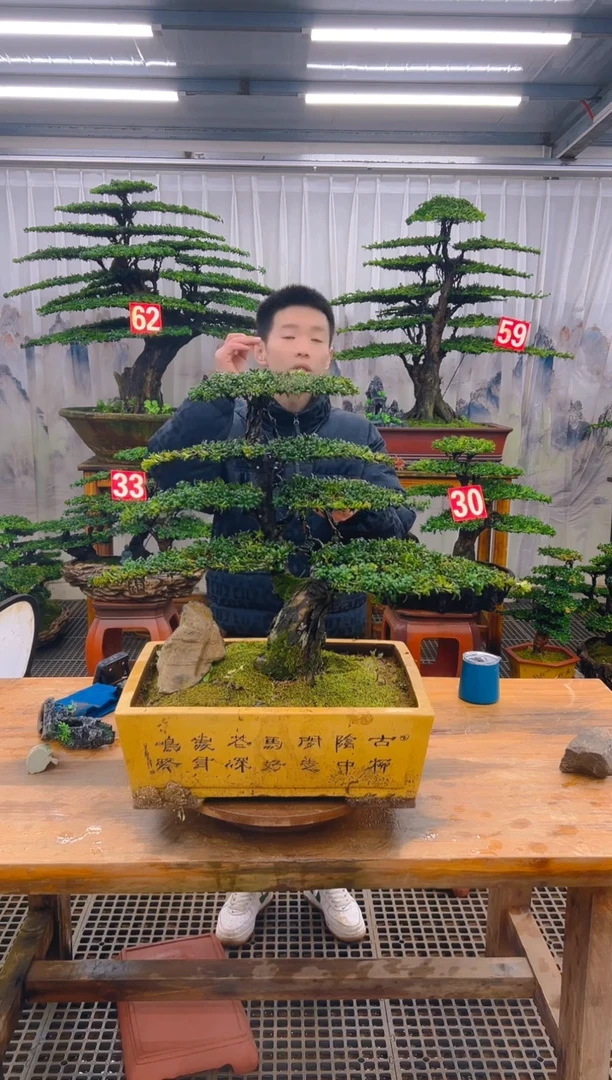 无花朵高*精品盆景直播间一物一拍
