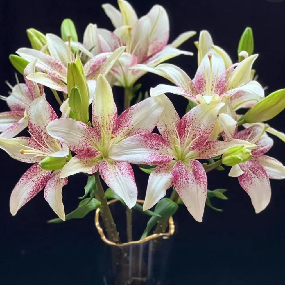 【一品花集】稀有【赞美诗】亚百合 高颜值 好养护