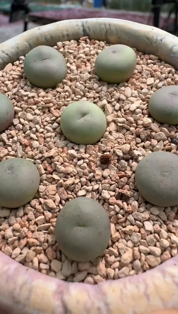 55多肉植物肉锥小拳拳一颗