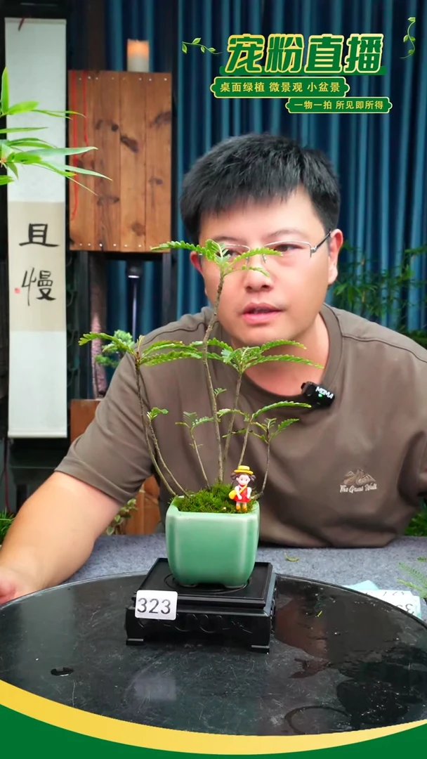 无花朵Z****i苔藓微景观323号