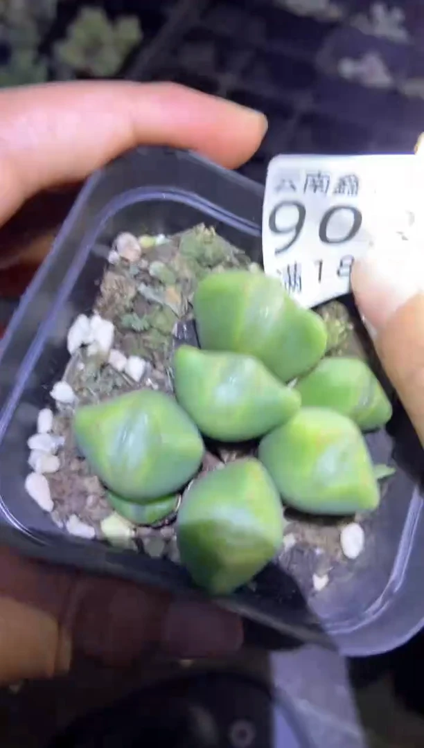 【闪购商品】9033少将一盒微瑕