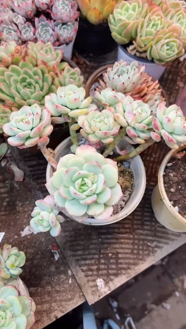 提**苏多肉植物一物一拍25348