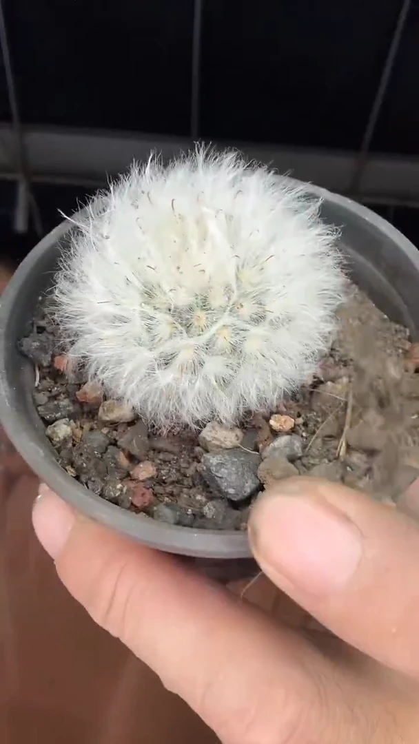实生白云高沙15.99