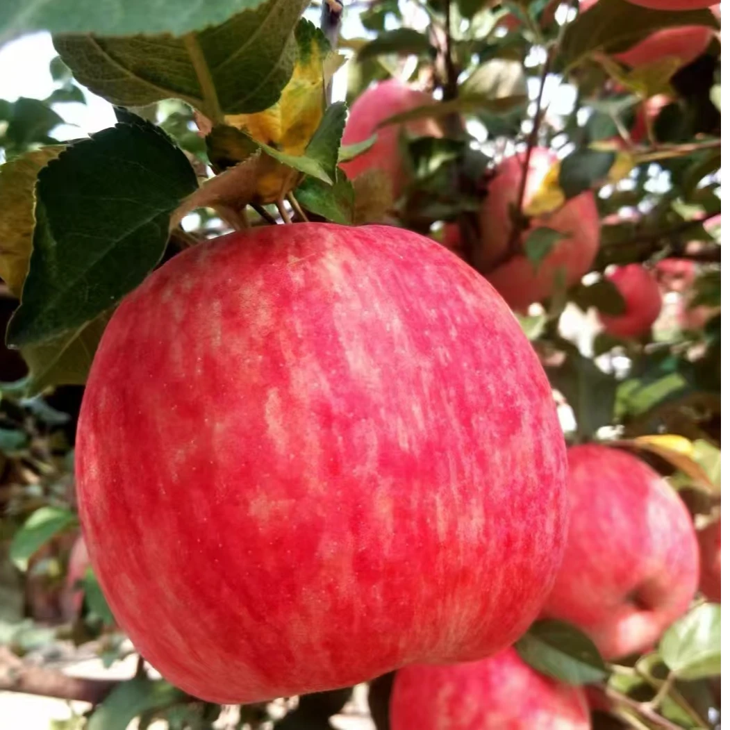 颐品定制颐品定制延安秦脆苹果新鲜现摘当季水果脆甜多汁产地直发