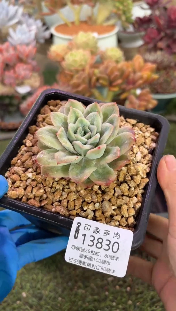 【闪购商品】13830