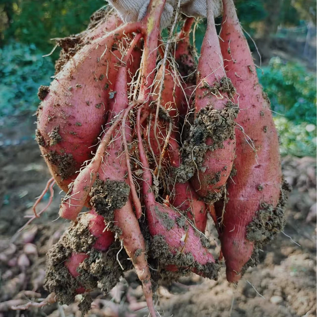 乡村农家田地自种红薯