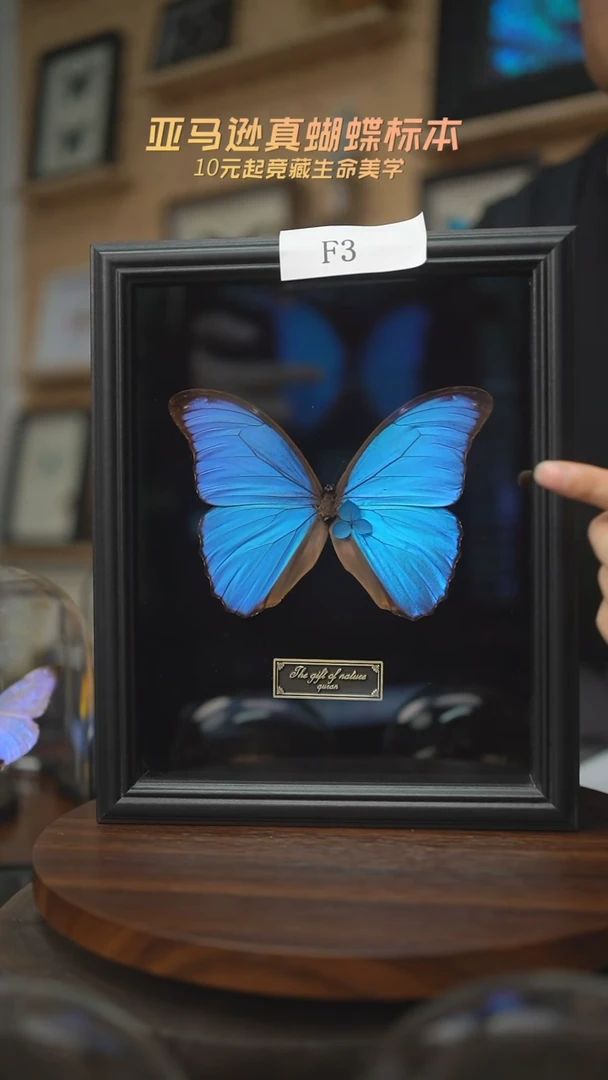 有机玻璃大蓝闪蝶F3