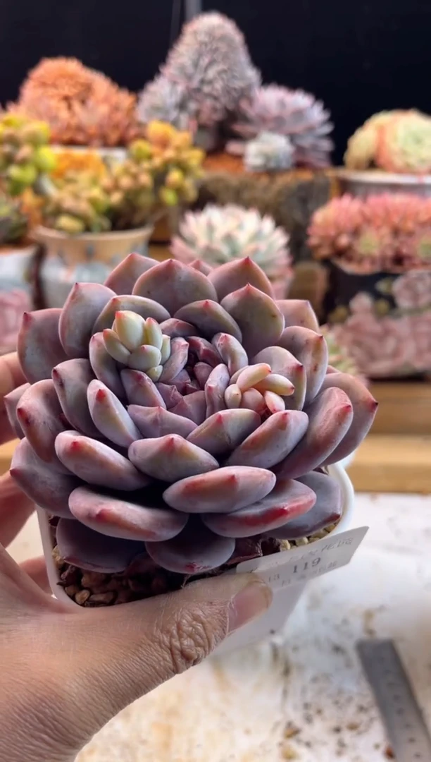 【闪购商品】1.13-119星影