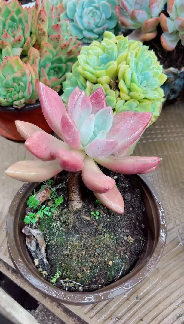 丫*19021多肉植物一物一拍