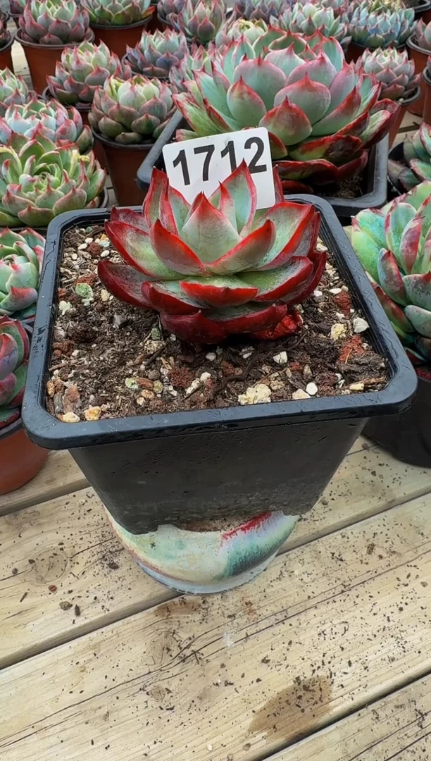 【闪购商品】1712惊鸿仙子（裸根发货）