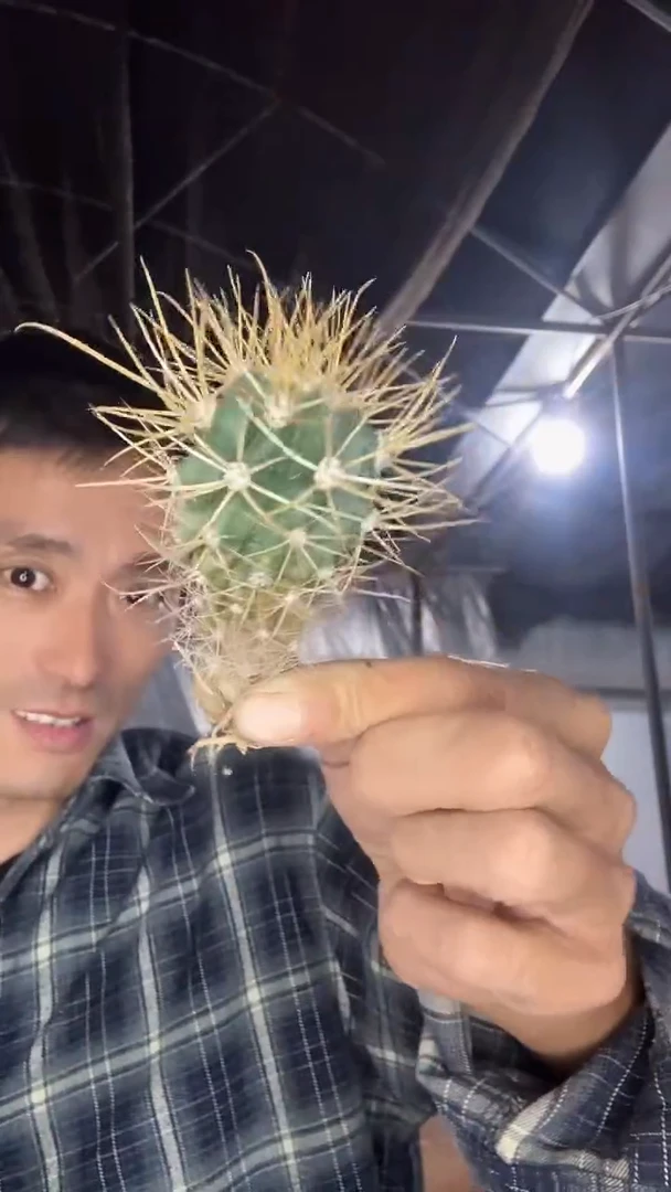 ??小号金冠龙88.88