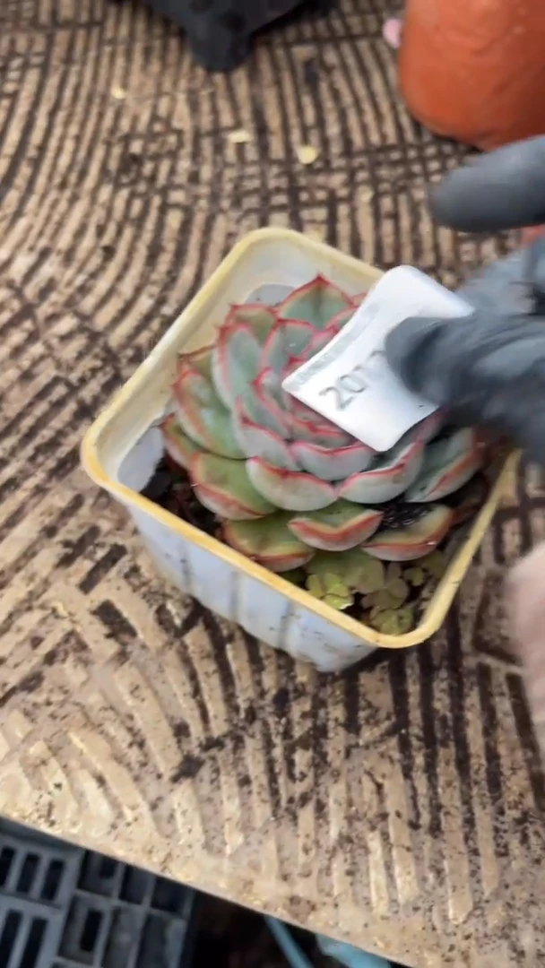 燕*?跃跃精品多肉20113