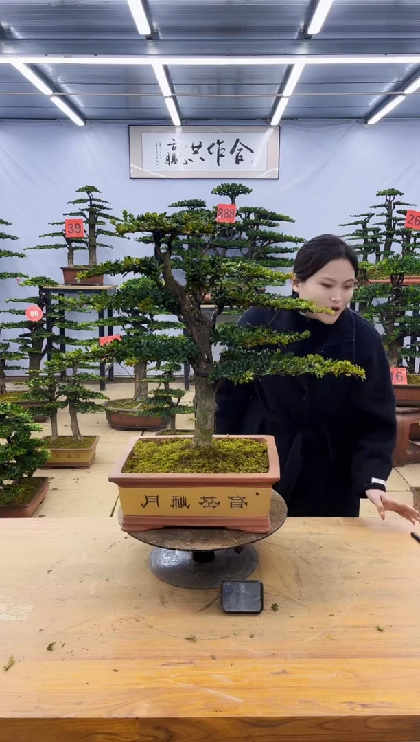 【闪购商品】高端盆景一物一拍，所见即所得