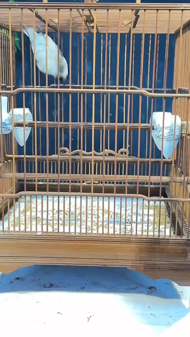 虎皮鹦鹉36号   红子养笼1元起拍