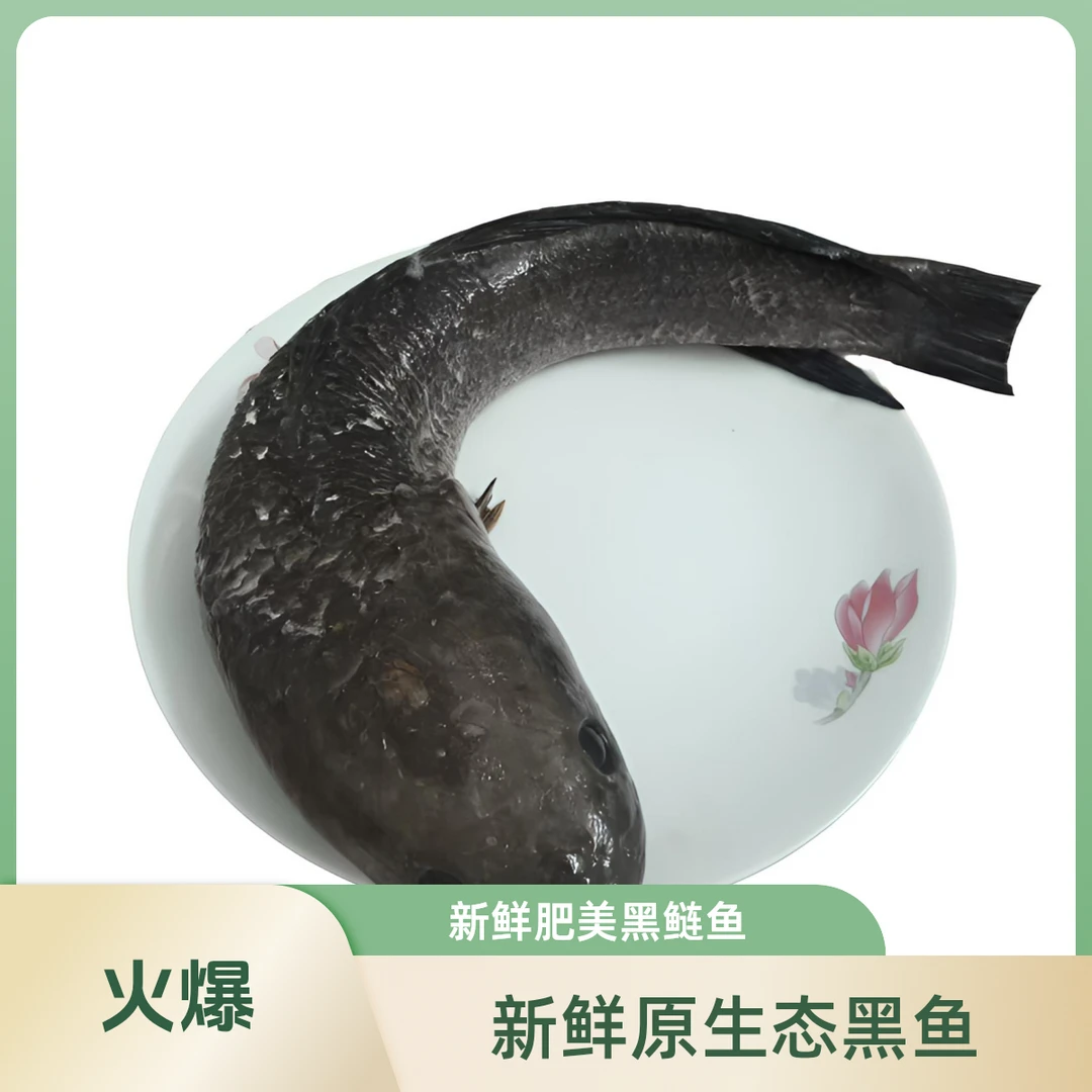原生态野外黑鱼新鲜活杀 孕妇术后炖汤补气血