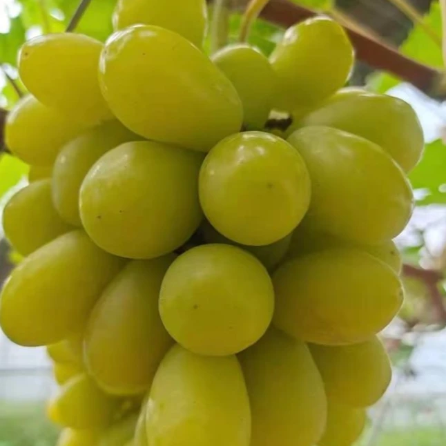 【韩大乐】晴王葡萄1筐