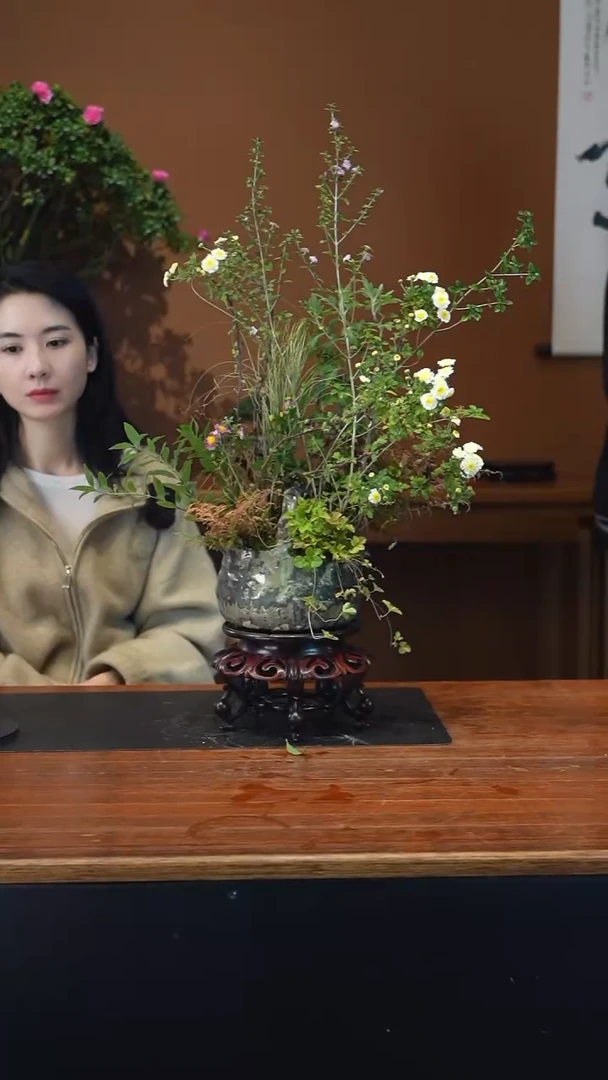 全部花朵山野草盆景盆景盆景