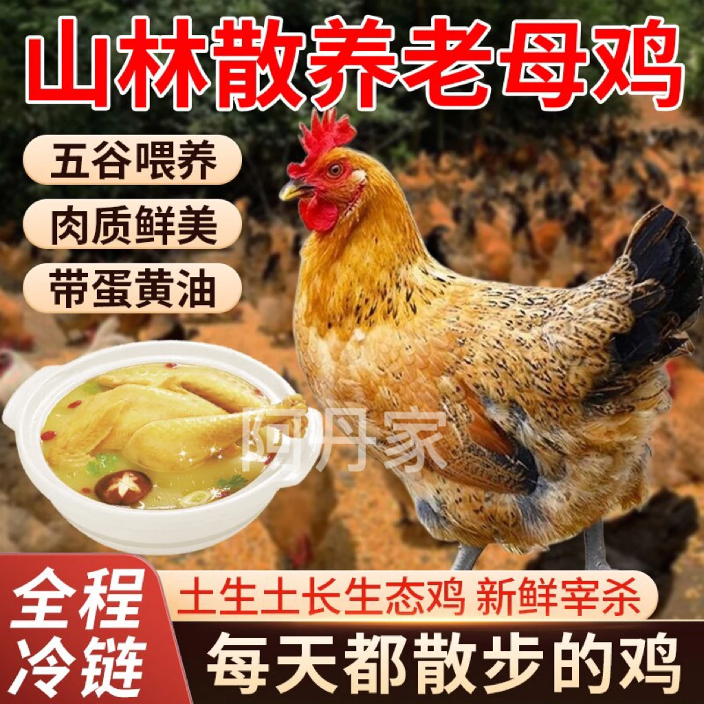 【阿丹家】放养3年黄油老母鸡 带内脏 4只净重10-11斤