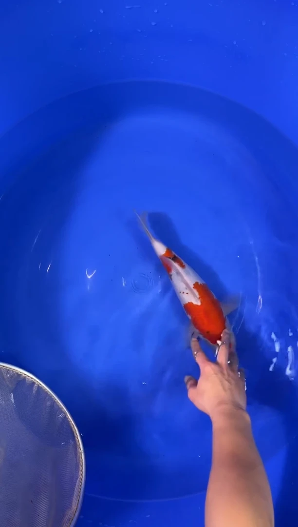 锦鲤商品鱼巴塞罗那小姐血统/顺丰到付不包邮