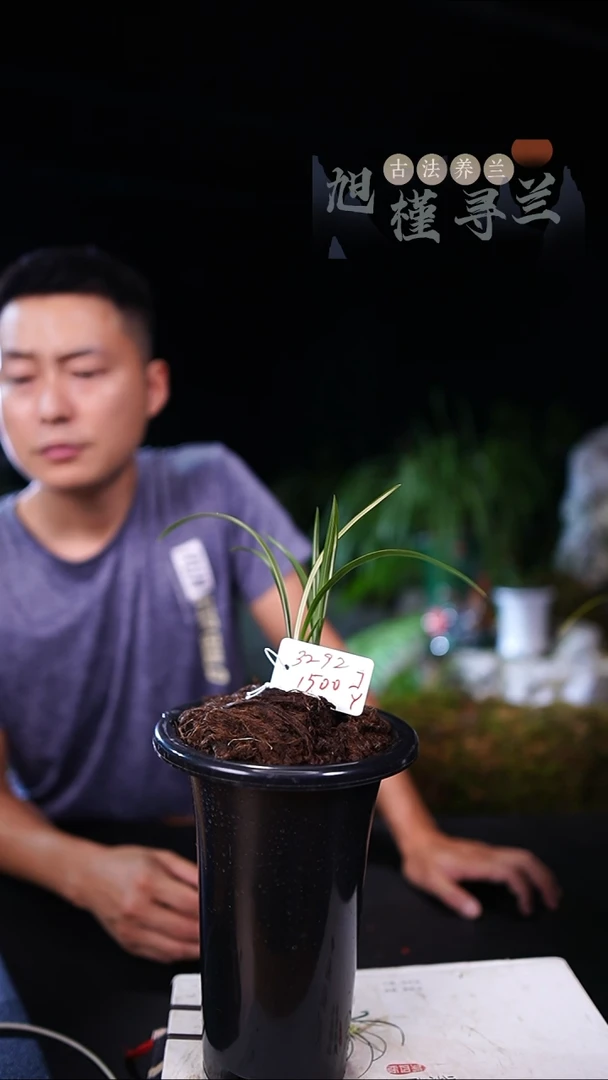 当前无花栽培后可以开花勇*春兰艺草—前垄子母2苗（一物一拍）