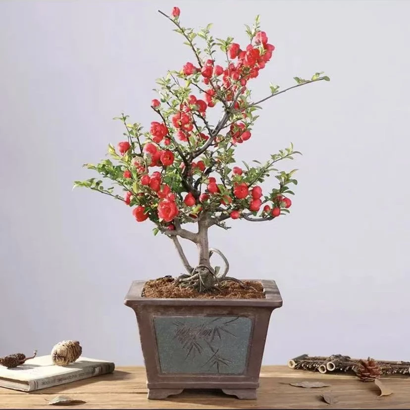 玫瑰海棠海棠花开花机器（10年老桩苗）