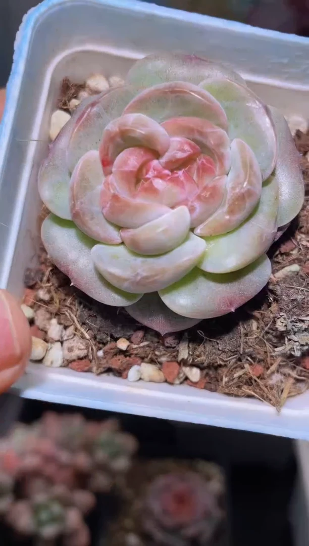 【闪购商品】215苏黎世多肉