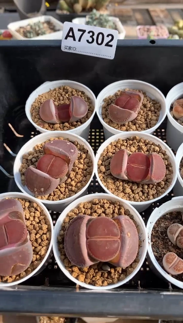 【闪购商品】7302直播间一物一拍