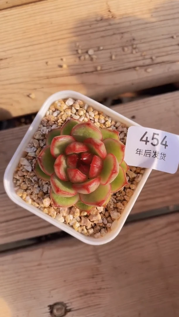 【闪购商品】454糖果珍妮多肉