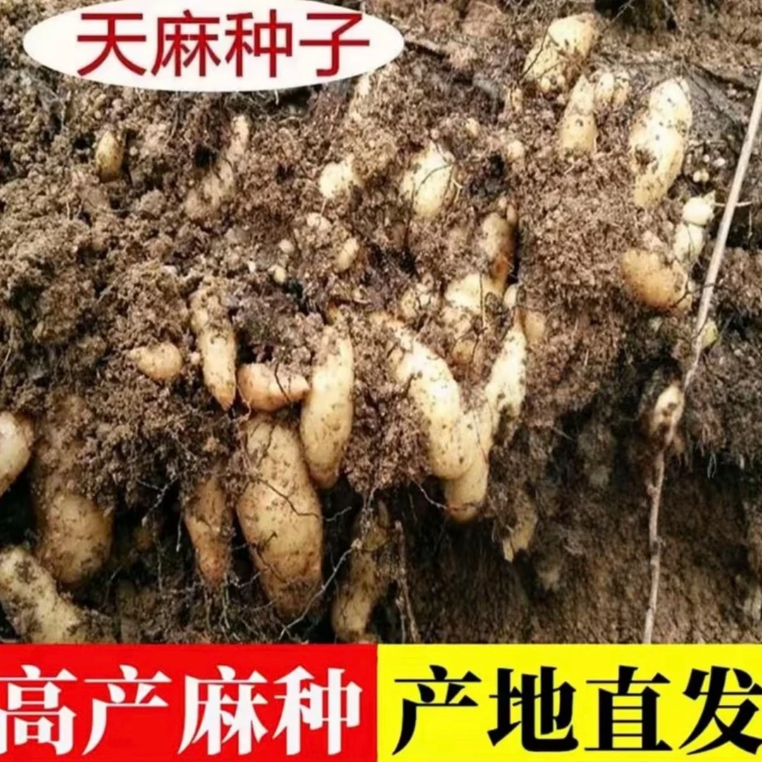 【天麻种子】四季种植盆栽阳台3
