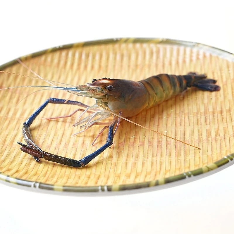 【罗氏虾】保鲜不保活【若有软壳、死亡不做售后、死亡率高】 福建省内