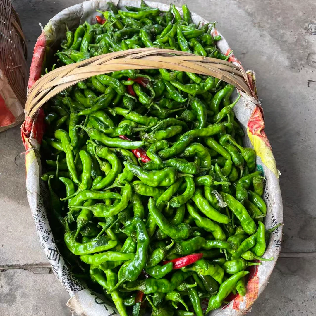 新鲜现摘现发正宗本地辣椒青辣椒秋辣椒多种品种香辣可口