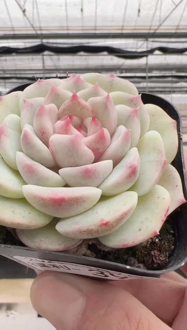 【闪购商品】福利款多肉-39