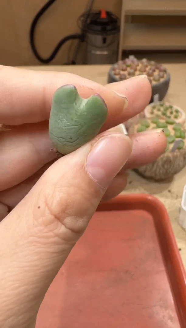 18-437多肉植物肉锥