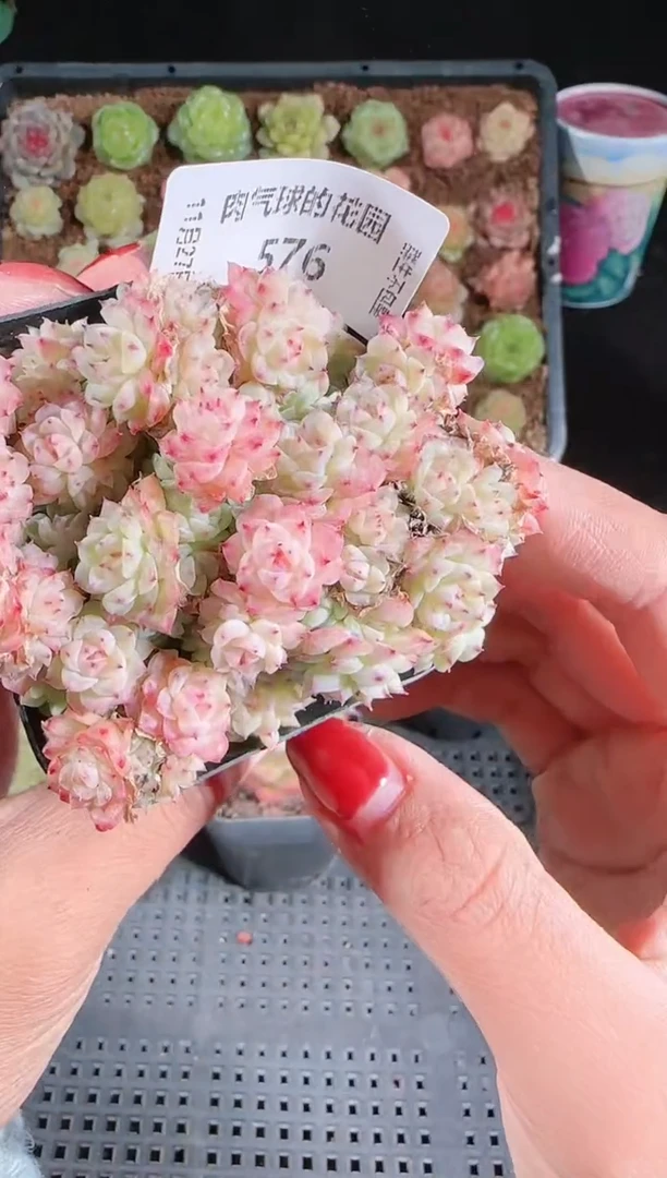 1127-576群生不包整