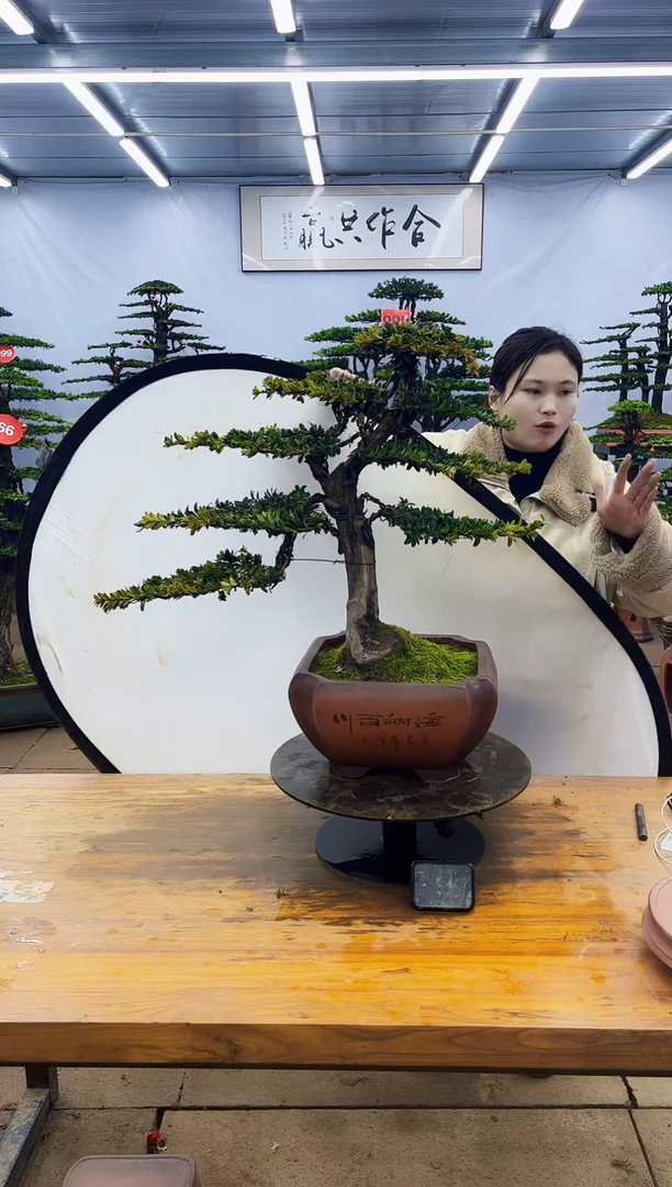 【闪购商品】高端盆景一物一拍，所见即所得