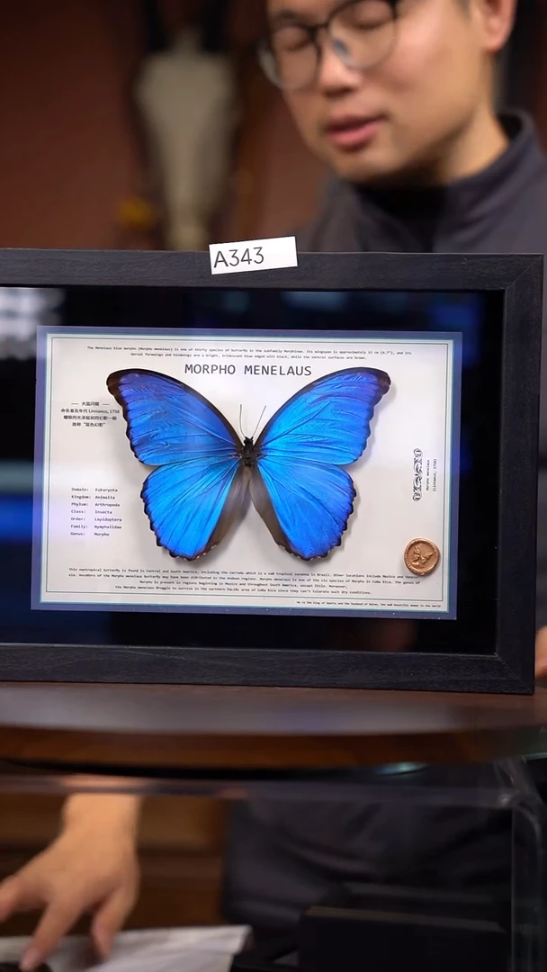 ?****?A343大蓝闪蝶-横版设计款【A4黑框】一物一拍