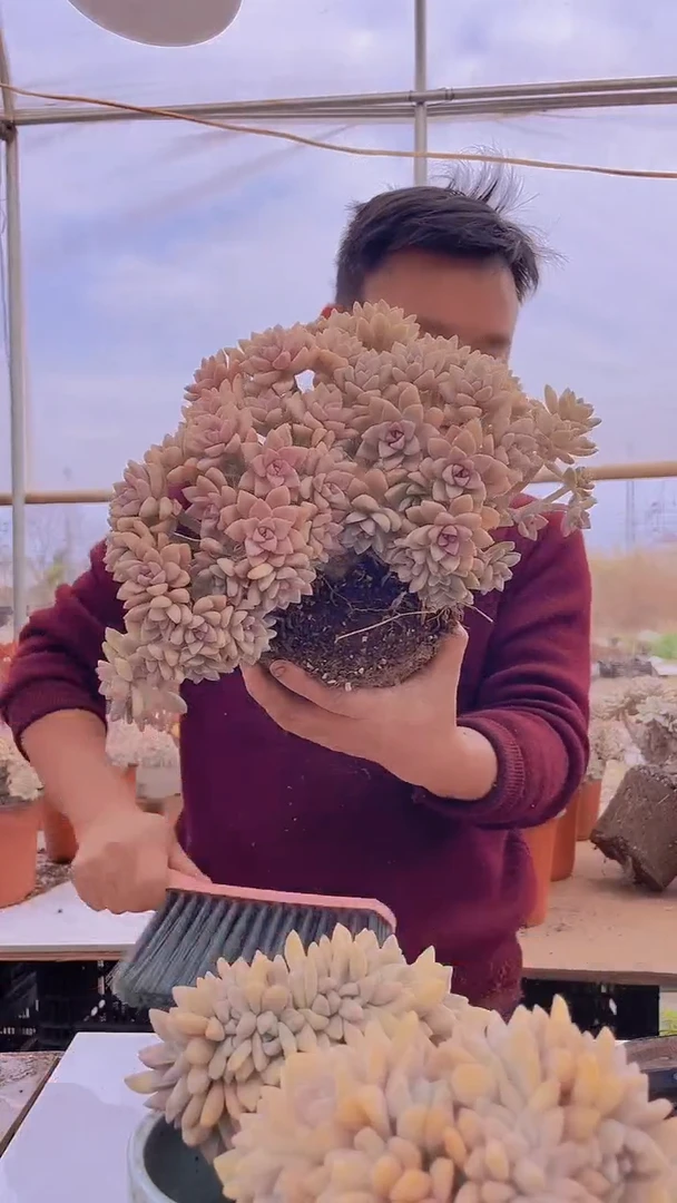 【闪购商品】缀化198