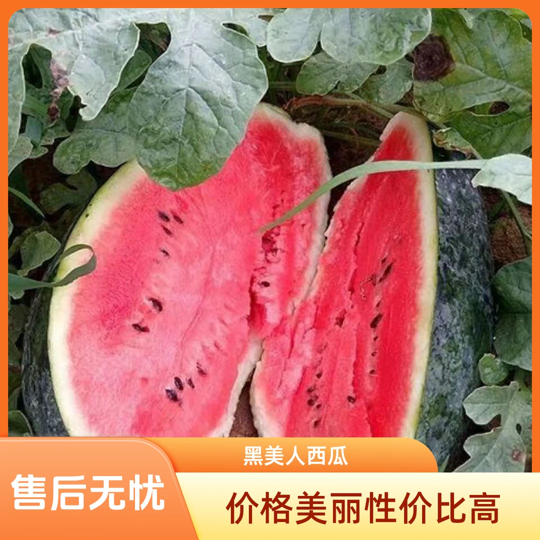 现拍次日到越南黑美人西瓜3斤起广西壮族自治区