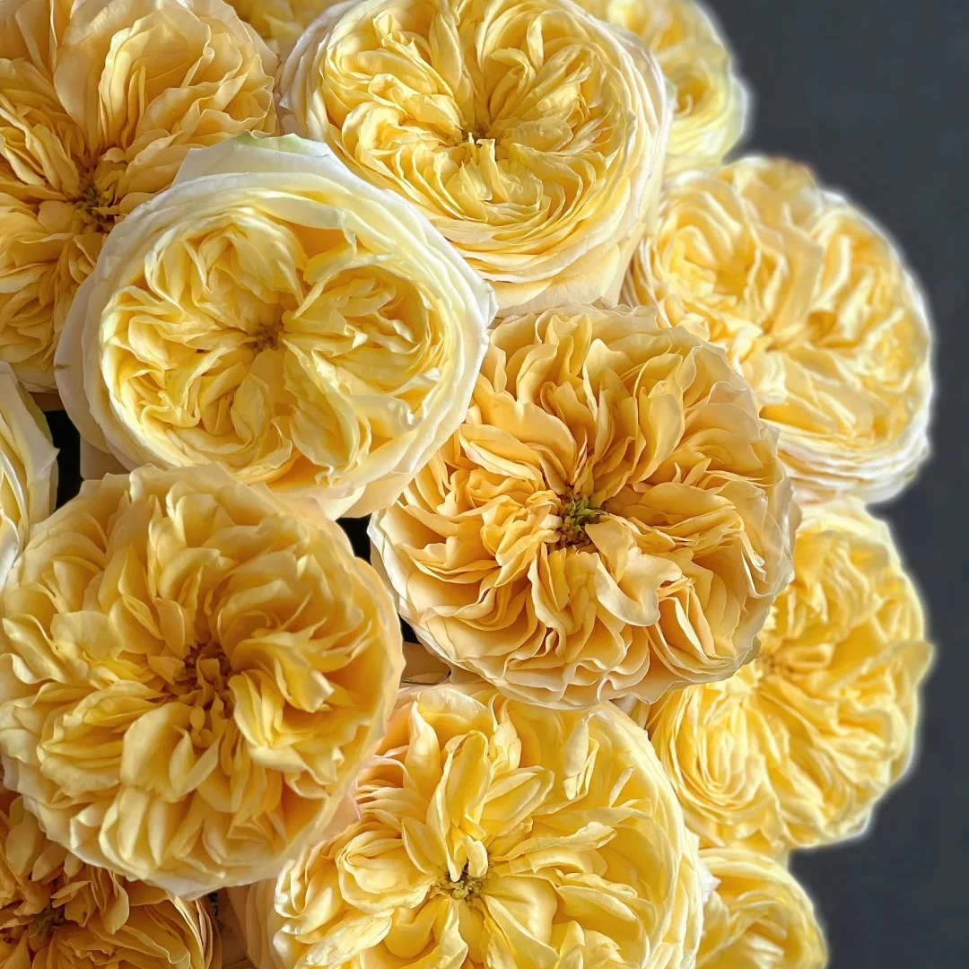 绿光基地玫瑰：高品质玫瑰