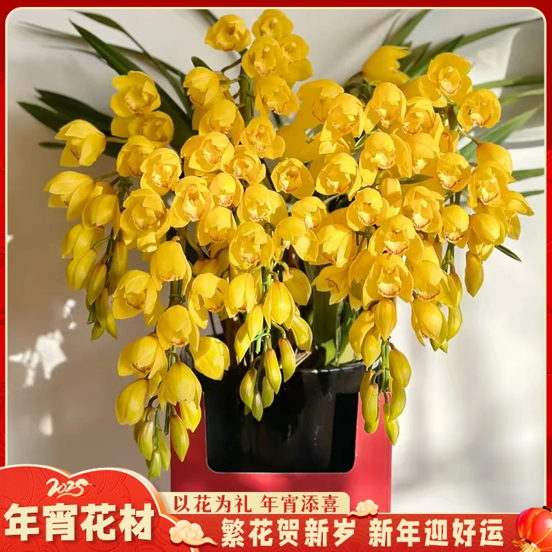 【云舍花卉】拱兰【杨贵妃】盆栽 【一单包邮 不参与凑单】