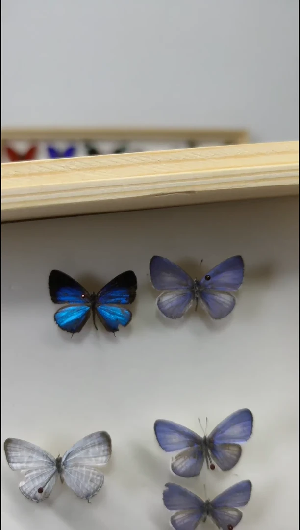 木香**游亚灰妩灰展翅品