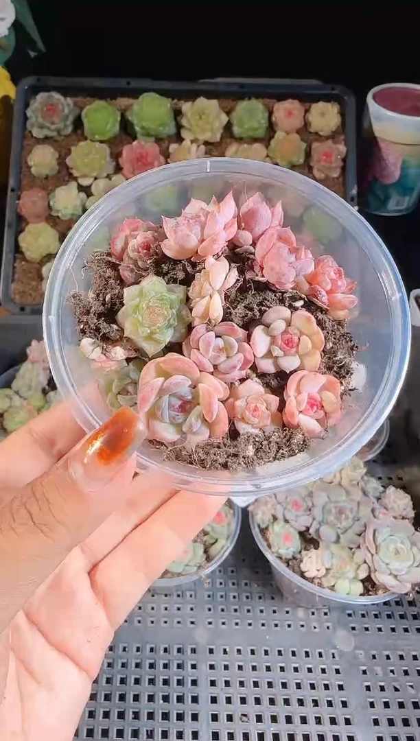 1109-466切糕麦秆群不包整