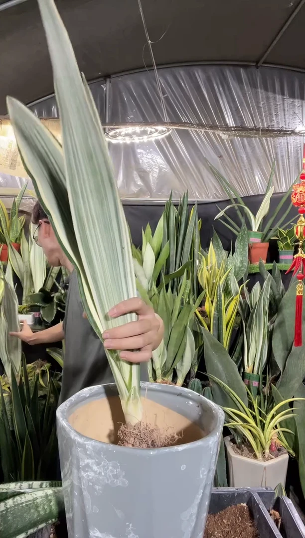 雪纹蓝龙裸根12.8