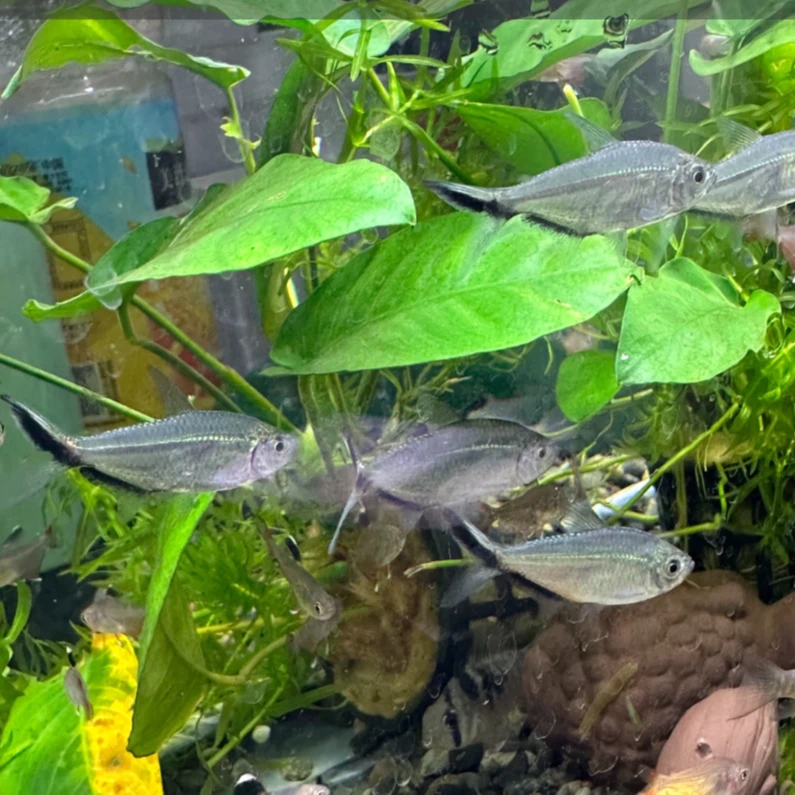 小型热带观赏鱼 黑尾大勾